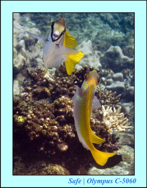 2006 - 07 - Perhentian - Plongee 192